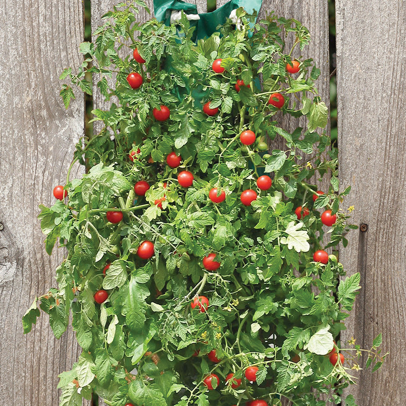 Combo Hanging Cherry Tomato Kit And Hanging Strawberry Kit 