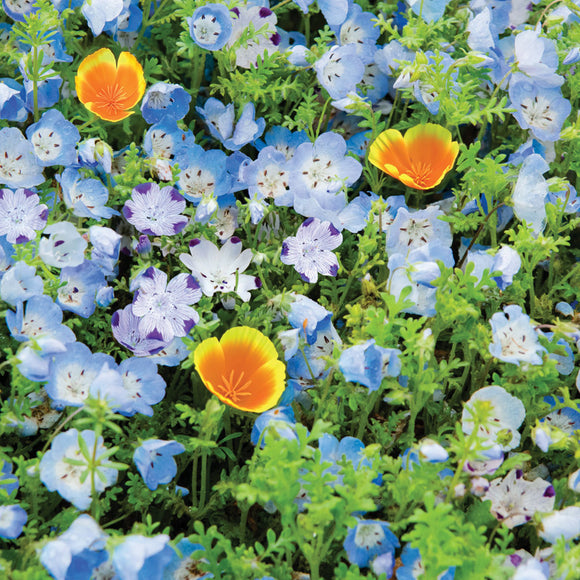 BloomScape Floral Ground Cover Blend Mat - SHF