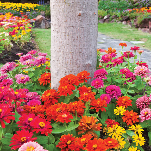 Rainbow Dwarf Zinnia Flower Tree Ring